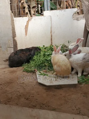 Rabbits Rabbit