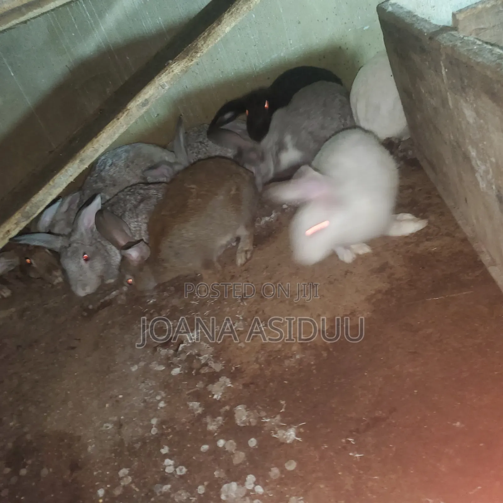 Rabbits Rabbit