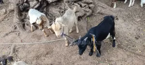 Goat Is Active