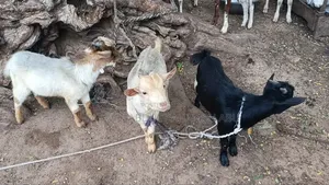 Goat Is Active
