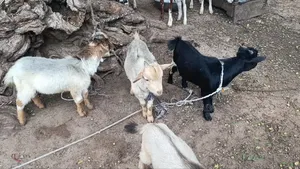 Goat Is Active