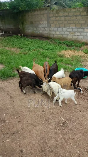 Cheap Goats for Sale