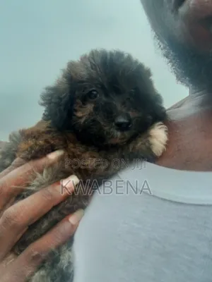 1-3 months Female Purebred Poodle