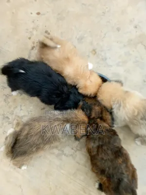 1-3 months Female Purebred Poodle
