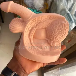 Male Genital Organ Model