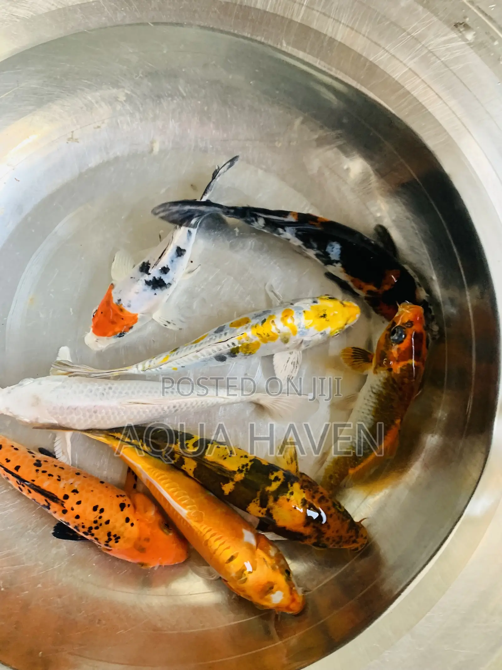 Jumbo Koi Fishes
