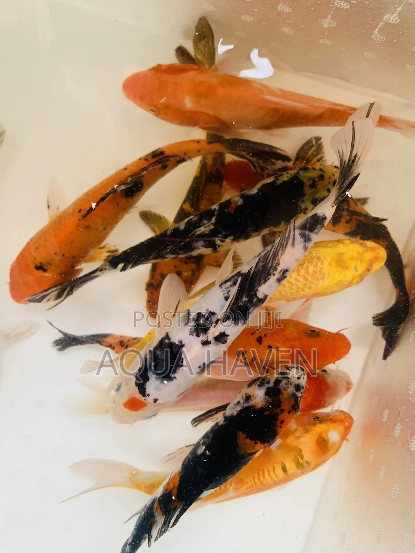 Jumbo Koi Fishes