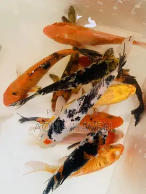 Jumbo Koi Fishes