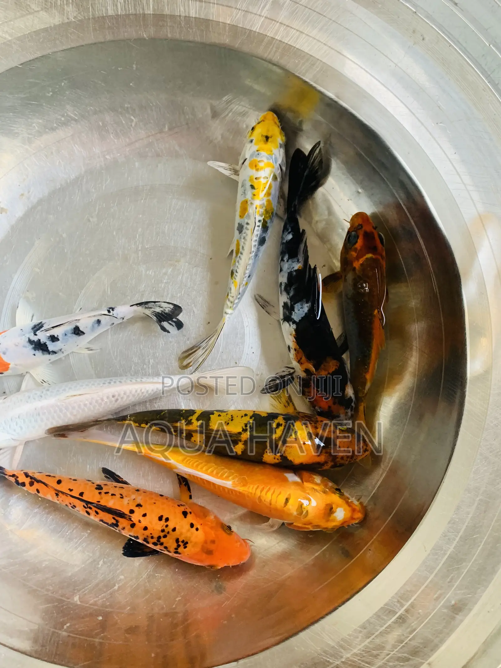 Jumbo Koi Fishes