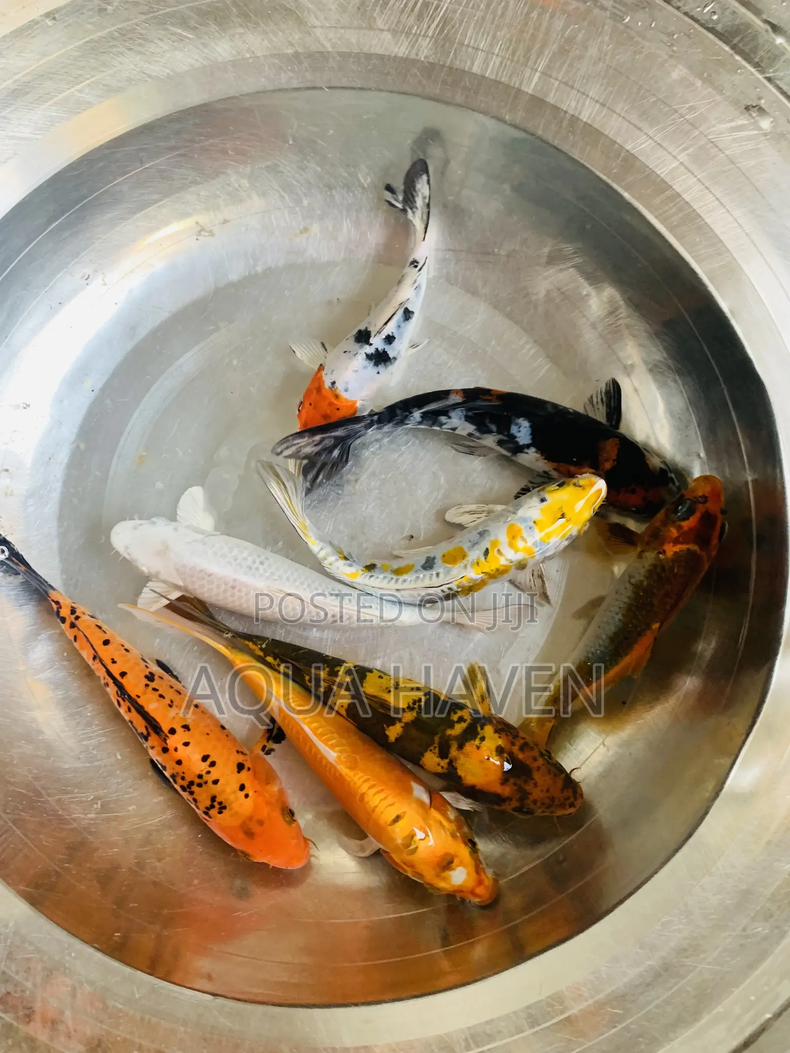 Jumbo Koi Fishes