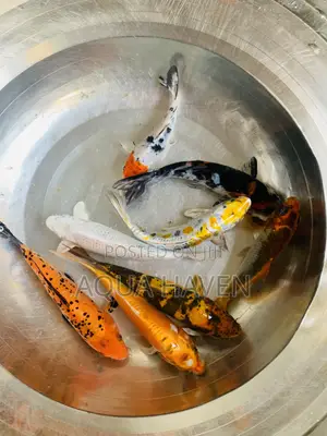 Jumbo Koi Fishes