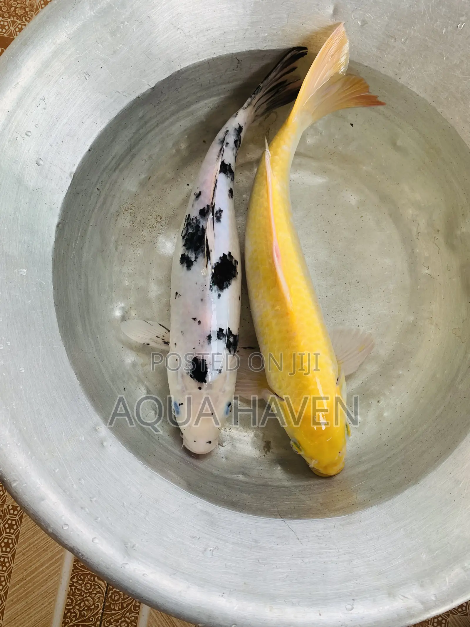 Jumbo Koi Fishes