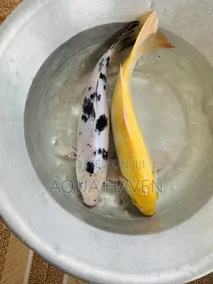 Jumbo Koi Fishes