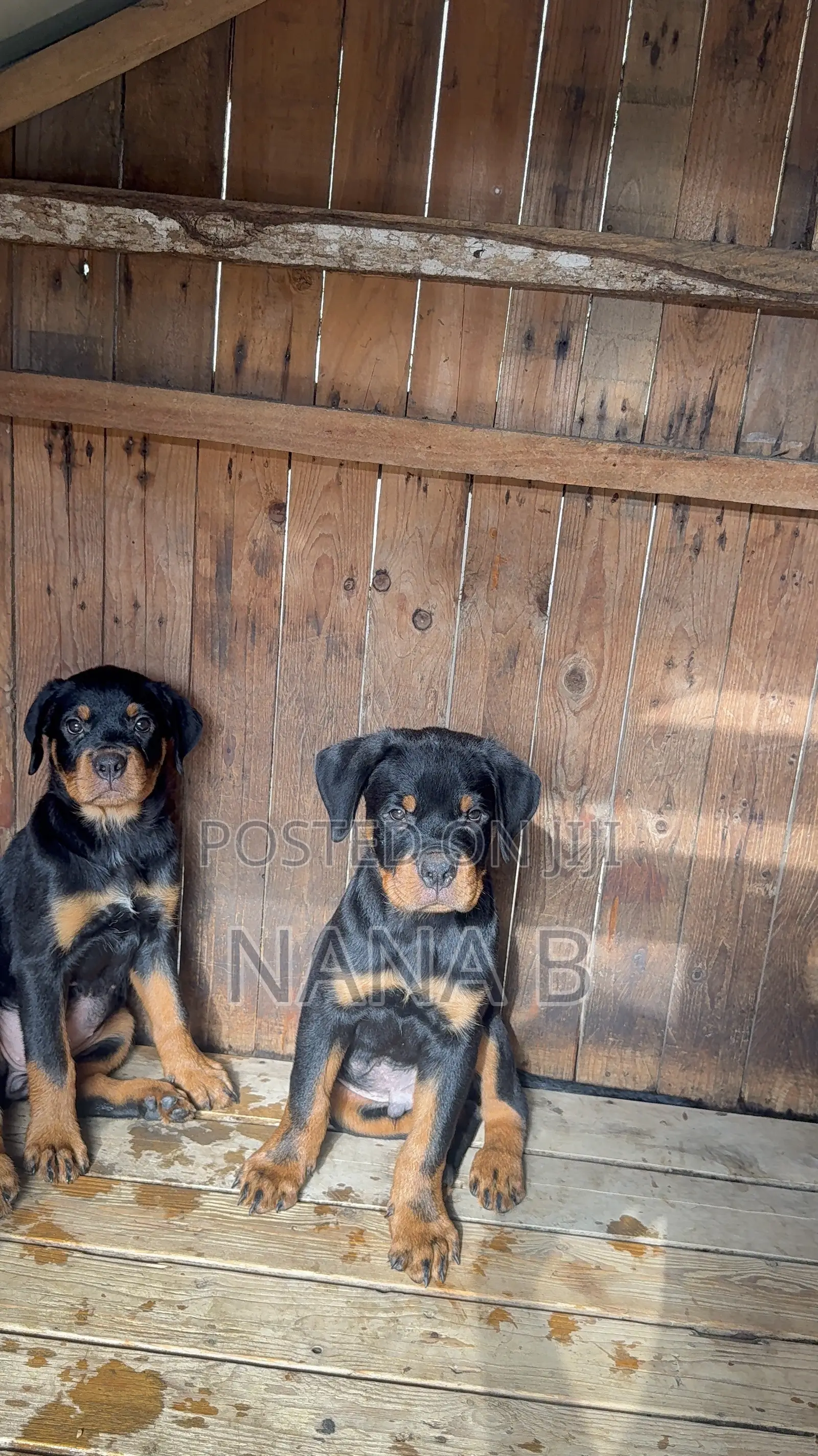 1-3 months Female Purebred Rottweiler