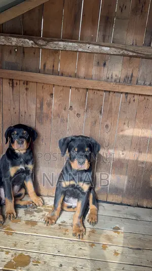1-3 months Female Purebred Rottweiler