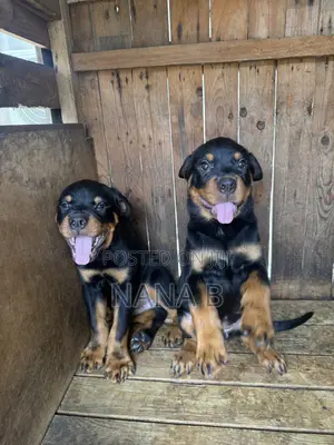 1-3 months Female Purebred Rottweiler