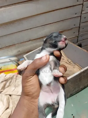 0-1 month Female Mixed Breed American Bully