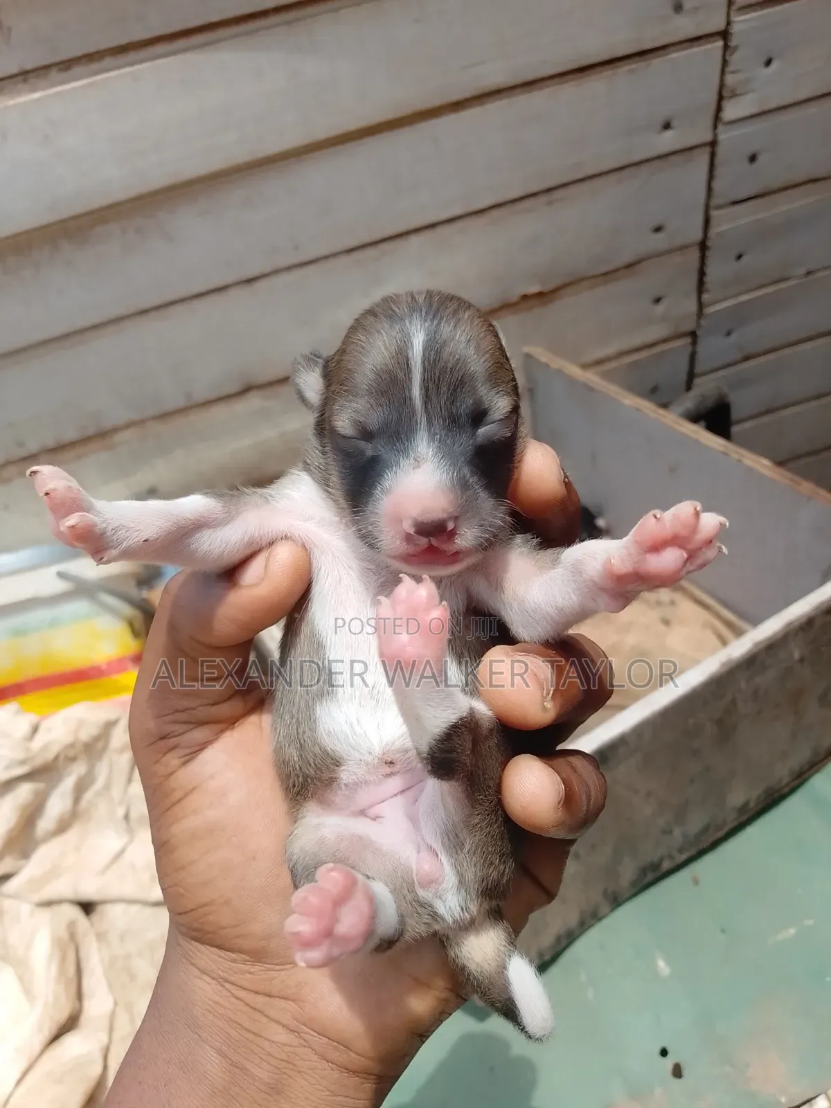 0-1 month Female Mixed Breed American Bully