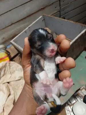 0-1 month Female Mixed Breed American Bully