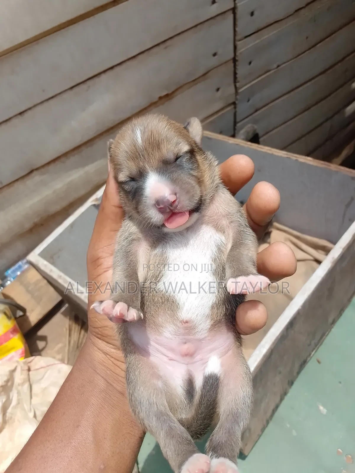 0-1 month Female Mixed Breed American Bully