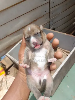 0-1 month Female Mixed Breed American Bully