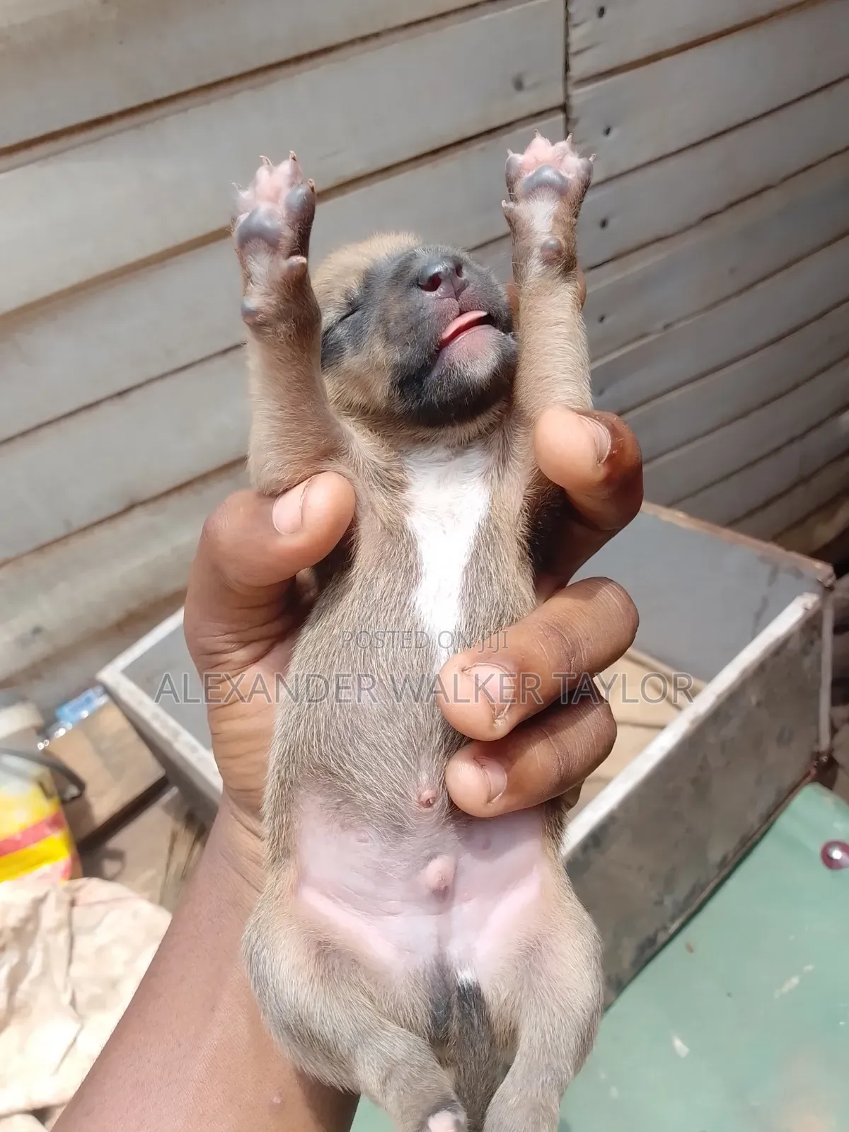 0-1 month Female Mixed Breed American Bully