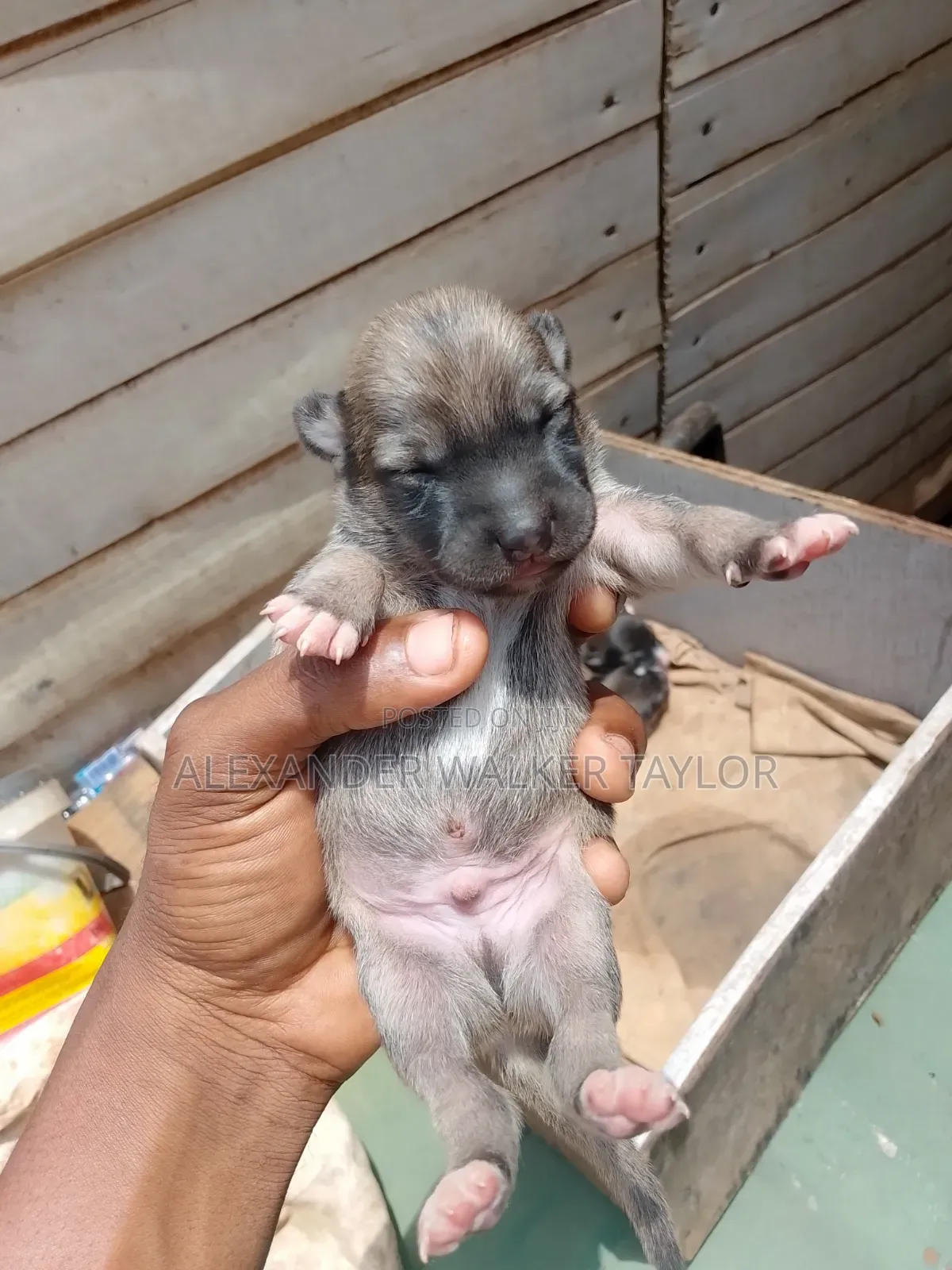 0-1 month Female Mixed Breed American Bully