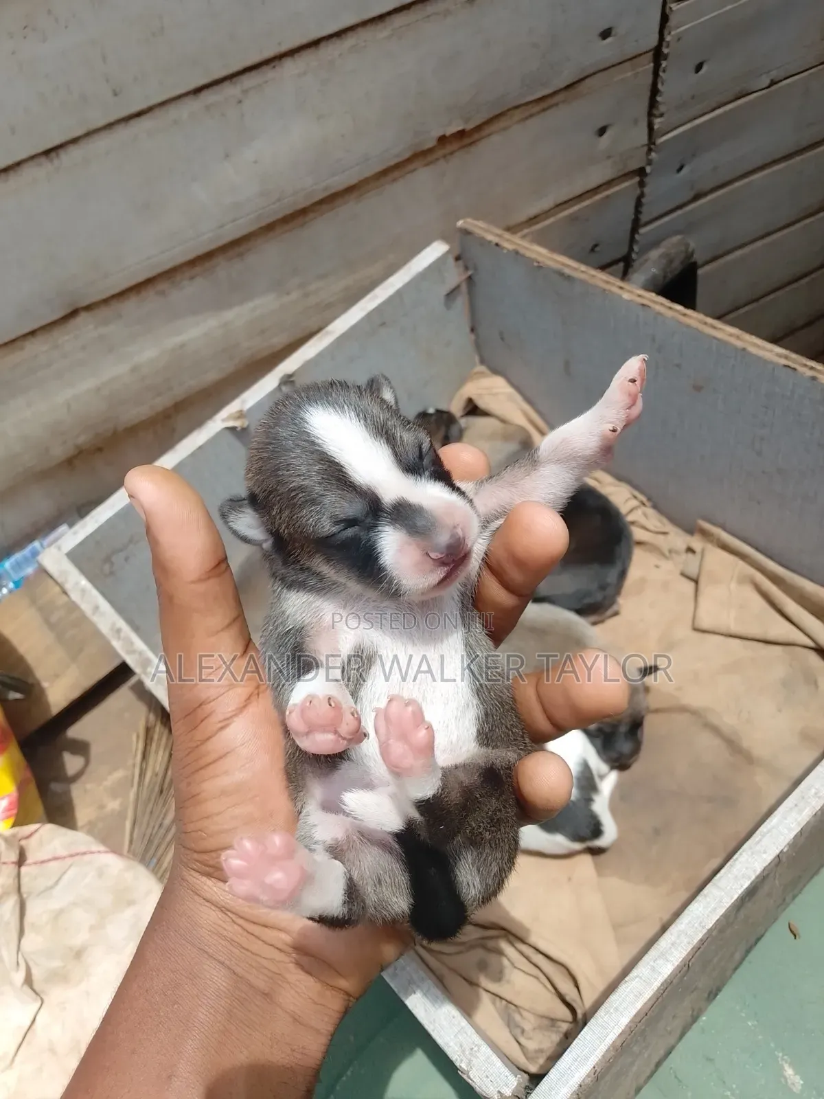 0-1 month Female Mixed Breed American Bully