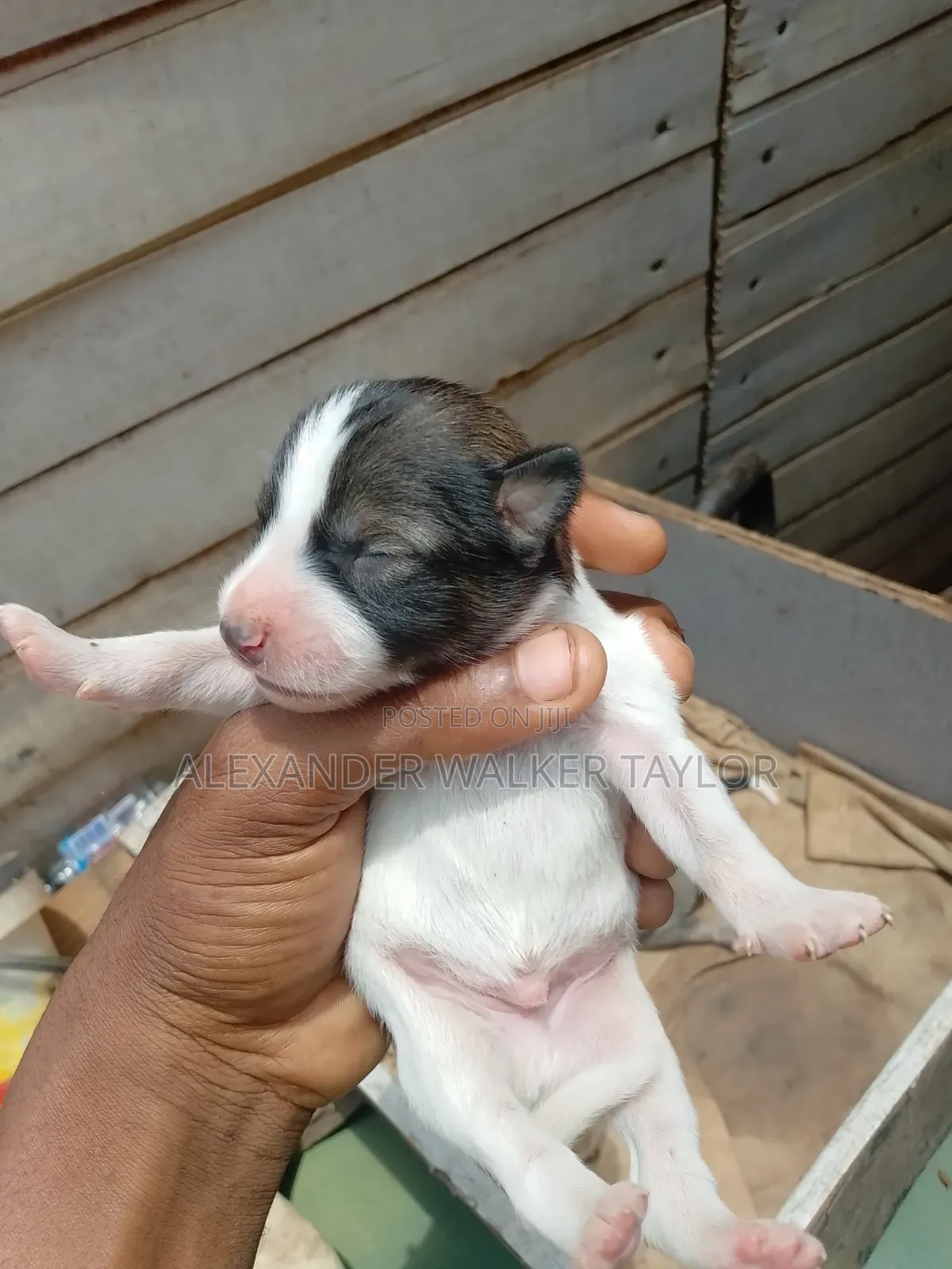 0-1 month Female Mixed Breed American Bully