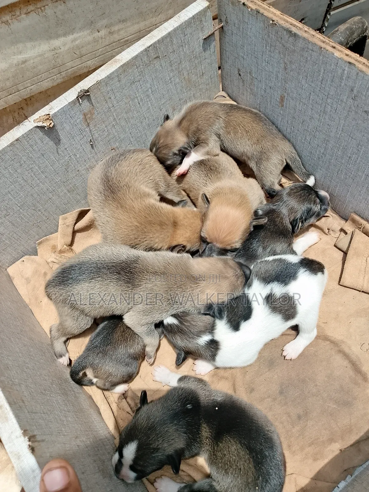 0-1 month Female Mixed Breed American Bully