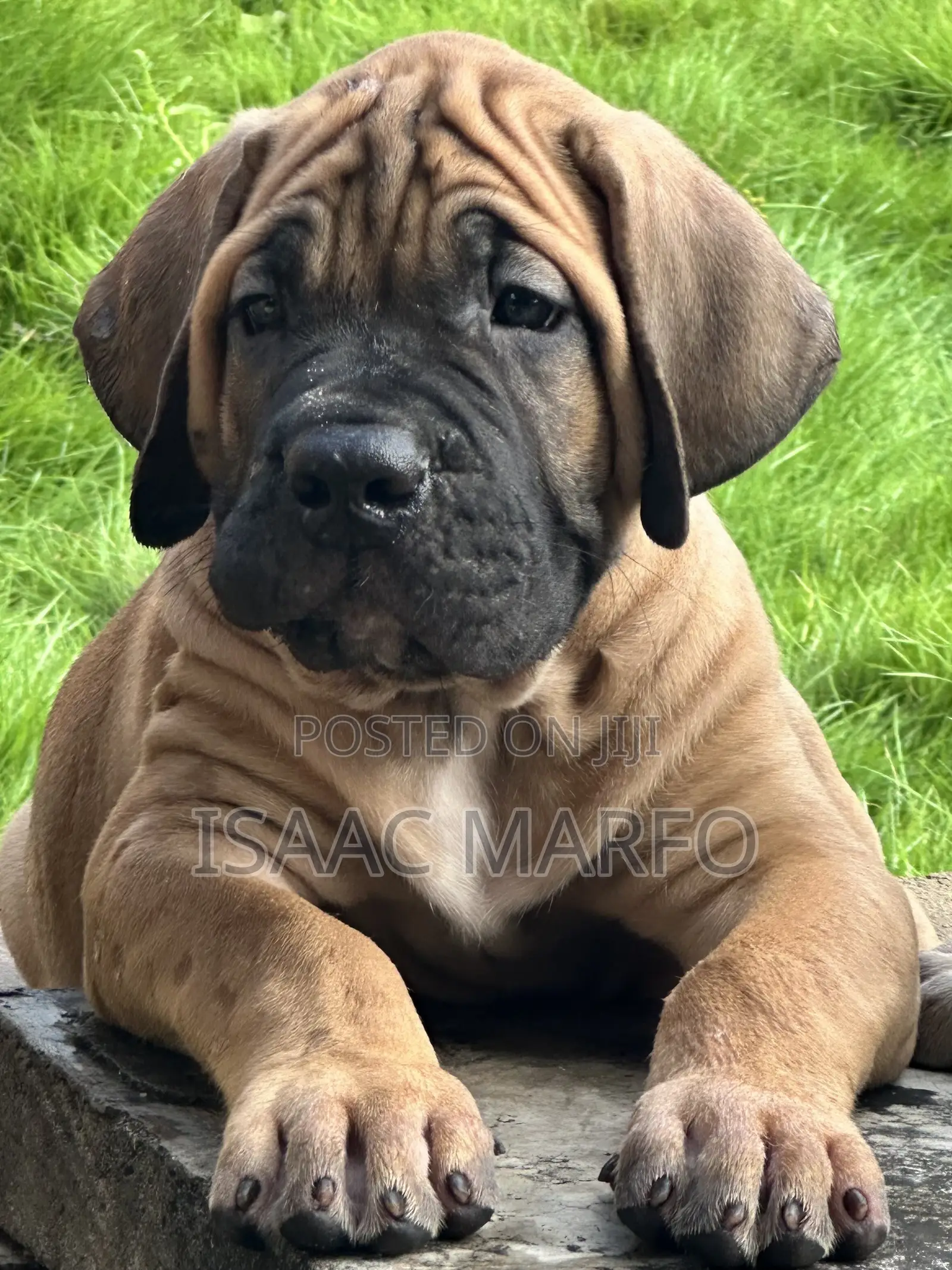 1-3 months Male Purebred Boerboel