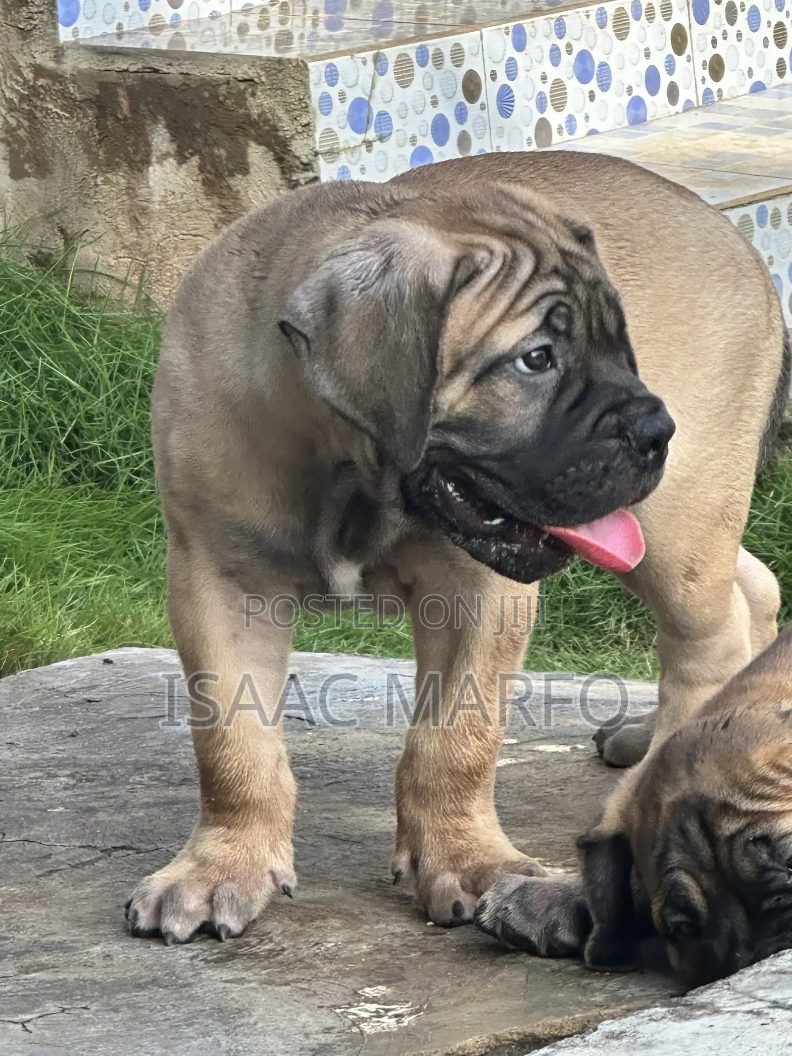 1-3 months Male Purebred Boerboel