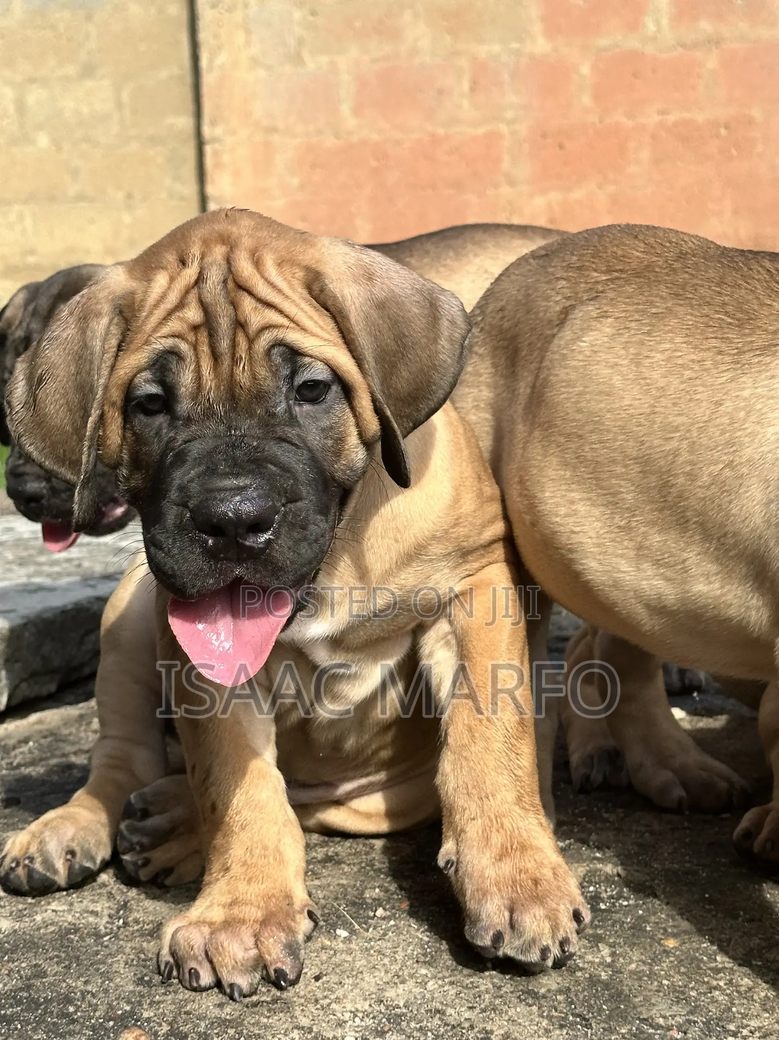 1-3 months Male Purebred Boerboel