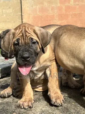 1-3 months Male Purebred Boerboel
