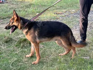 3-6 months Male Purebred German Shepherd