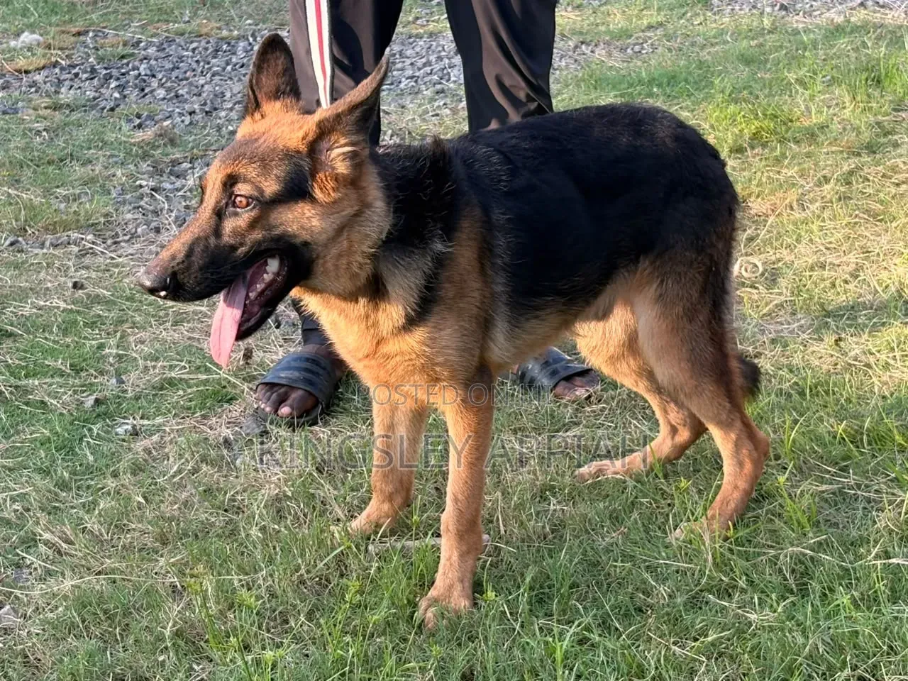 3-6 months Male Purebred German Shepherd