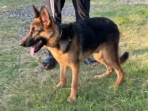 3-6 months Male Purebred German Shepherd