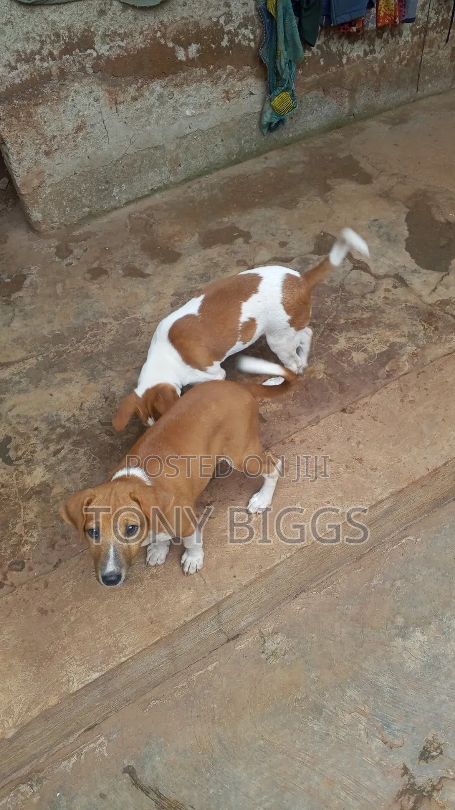 1-3 months Male Mixed Breed Poodle