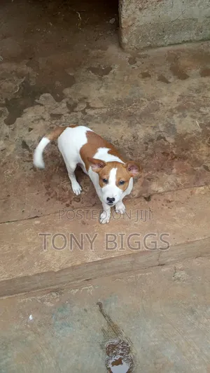 1-3 months Male Mixed Breed Poodle