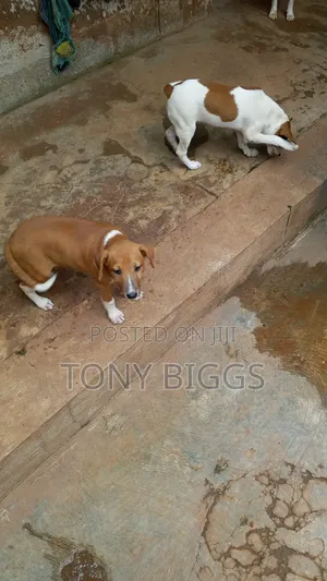 1-3 months Male Mixed Breed Poodle