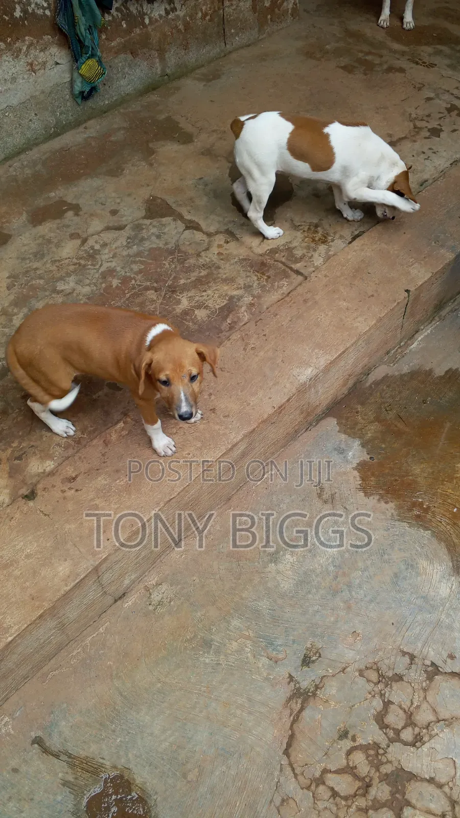 1-3 months Male Mixed Breed Poodle