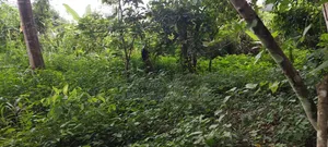Farmland at Kwabere Kasaam for Sale