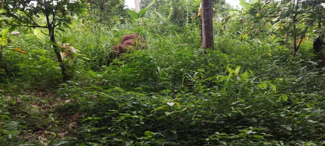 Farmland at Kwabere Kasaam for Sale