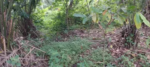 Farmland at Kwabere Kasaam for Sale