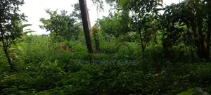 Farmland at Kwabere Kasaam for Sale