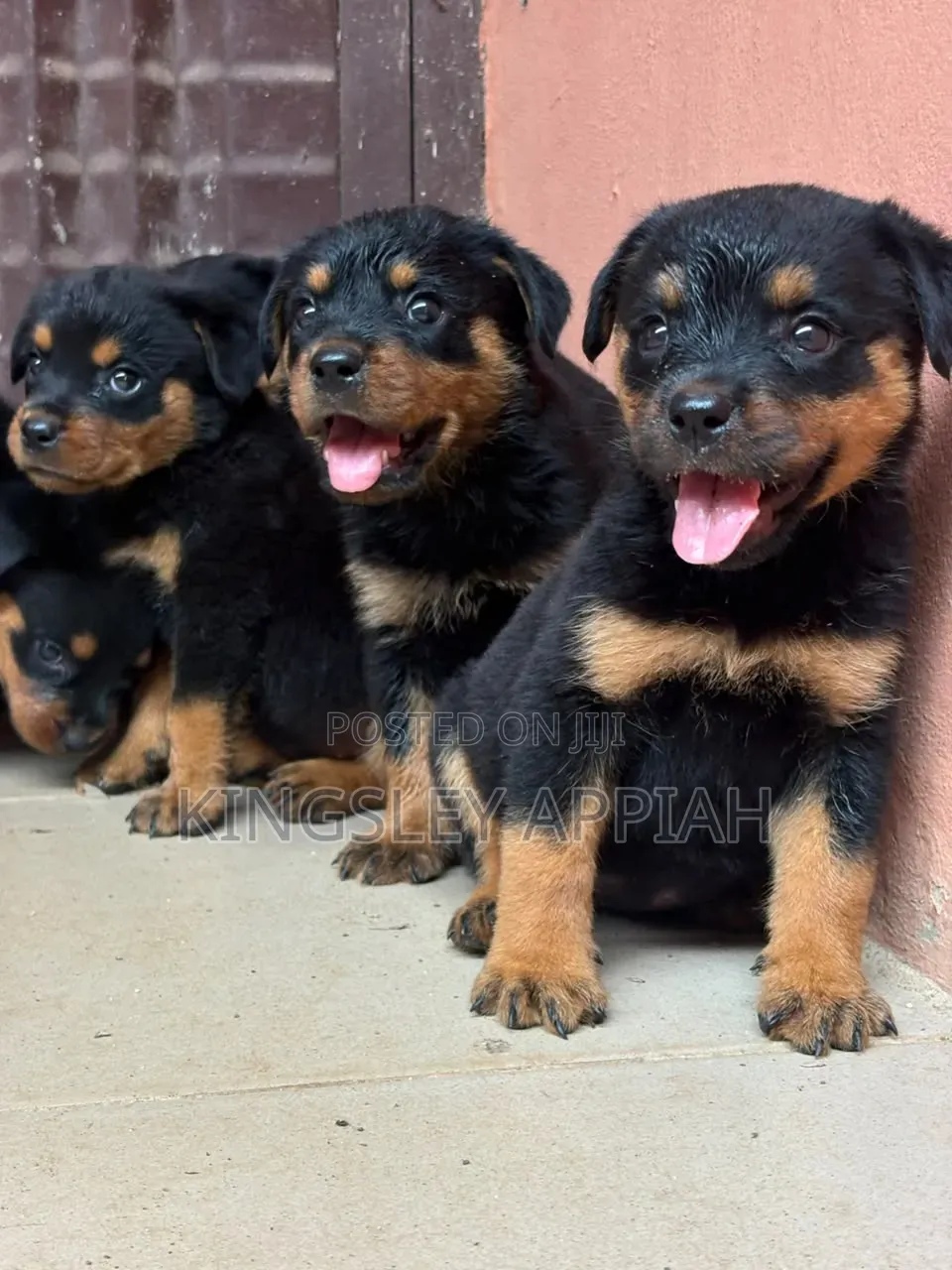1-3 months Male Purebred Rottweiler