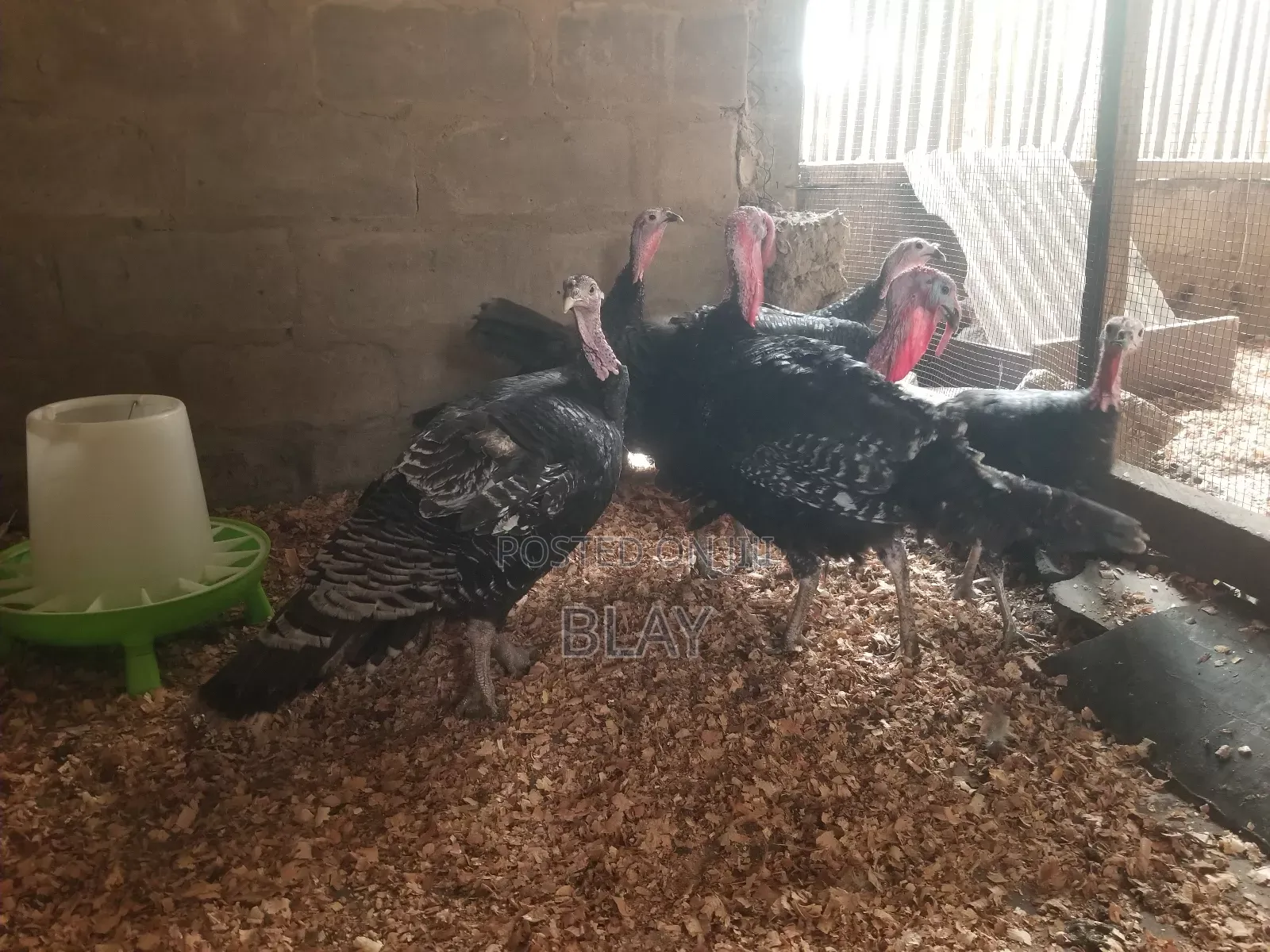 Live Matured Turkeys for Sale