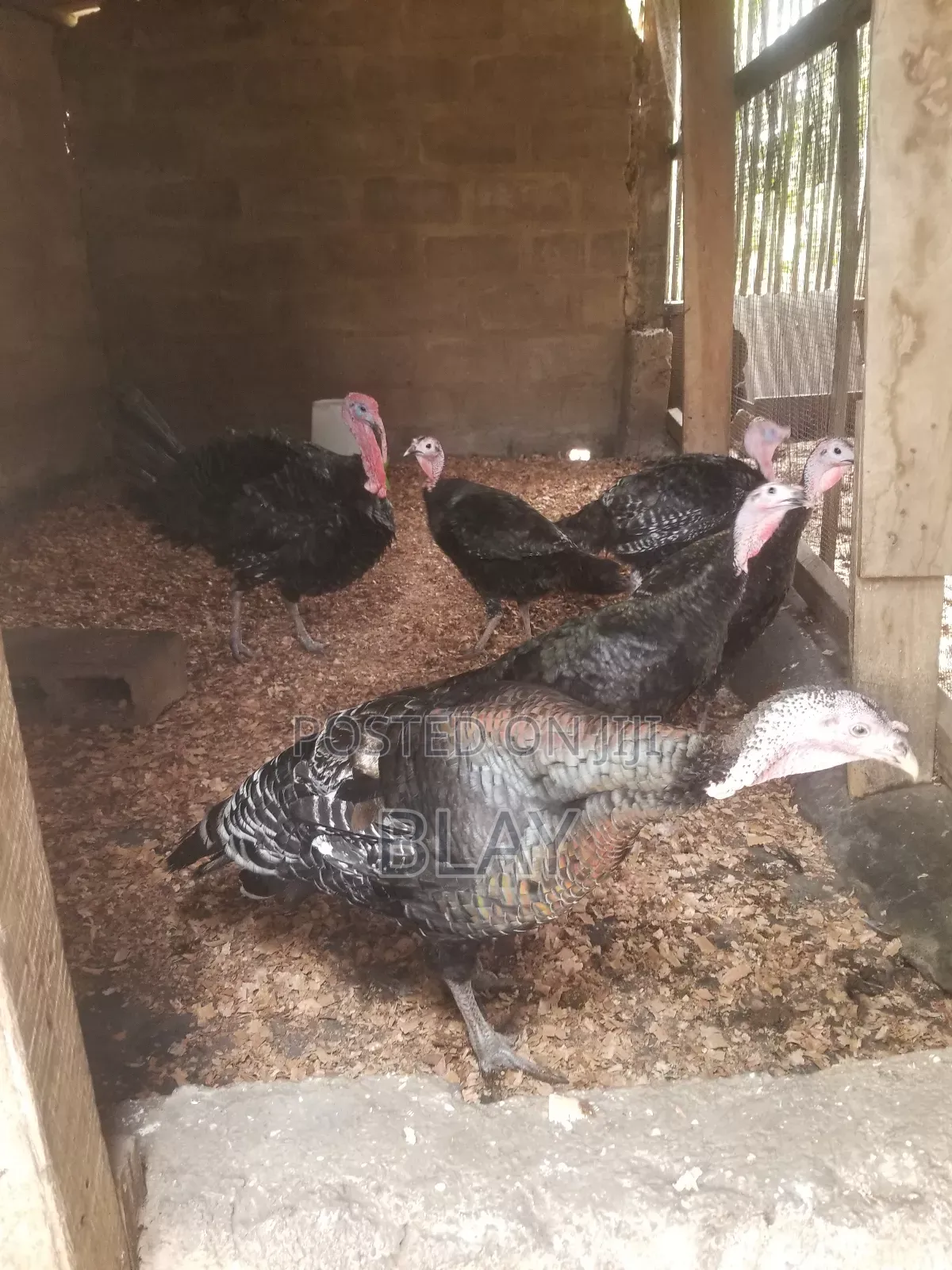 Live Matured Turkeys for Sale