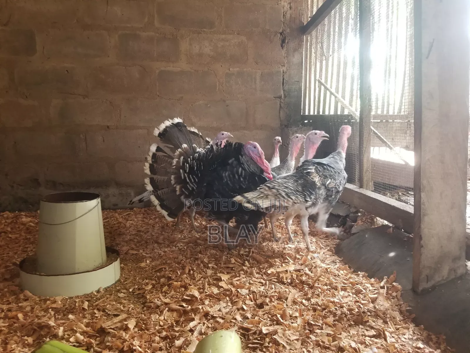 Live Matured Turkeys for Sale