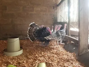 Live Matured Turkeys for Sale